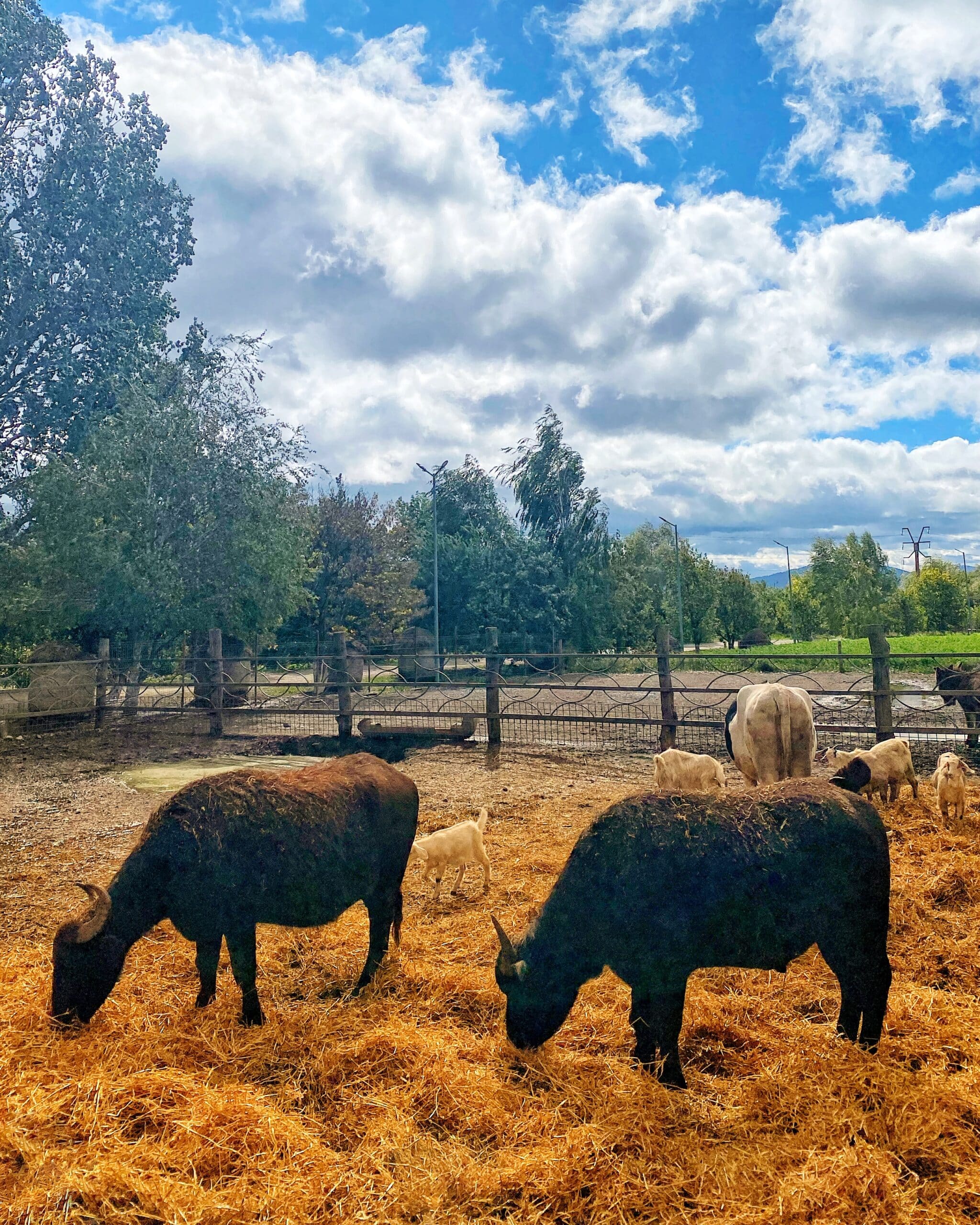 Vacas y cabras bastando en el campo frente a un establo típico de Transilvania mostrando la vida rural y la ganadería local.