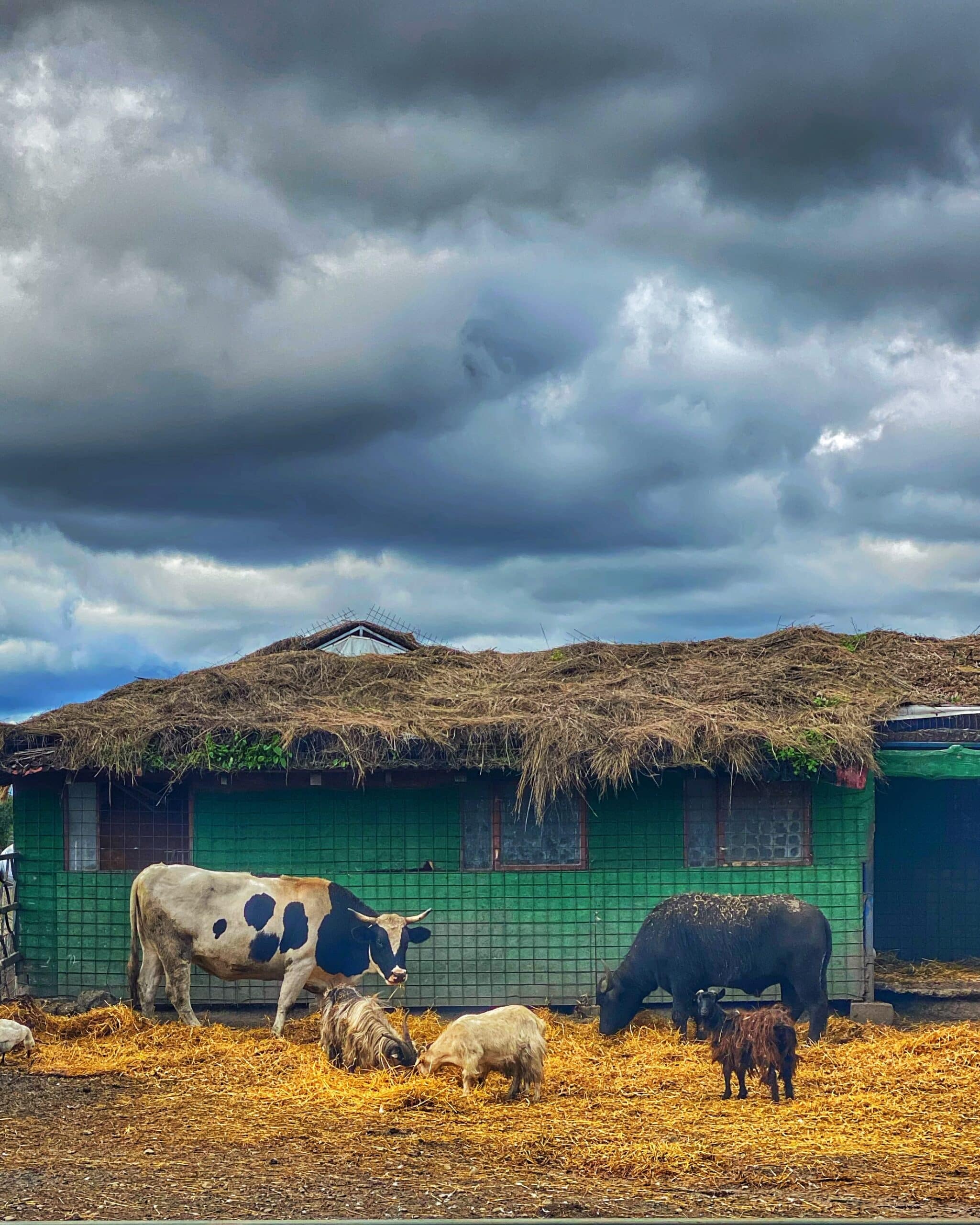 Vacas y cabras bastando en el campo frente a un establo típico de Transilvania mostrando la vida rural y la ganadería local.