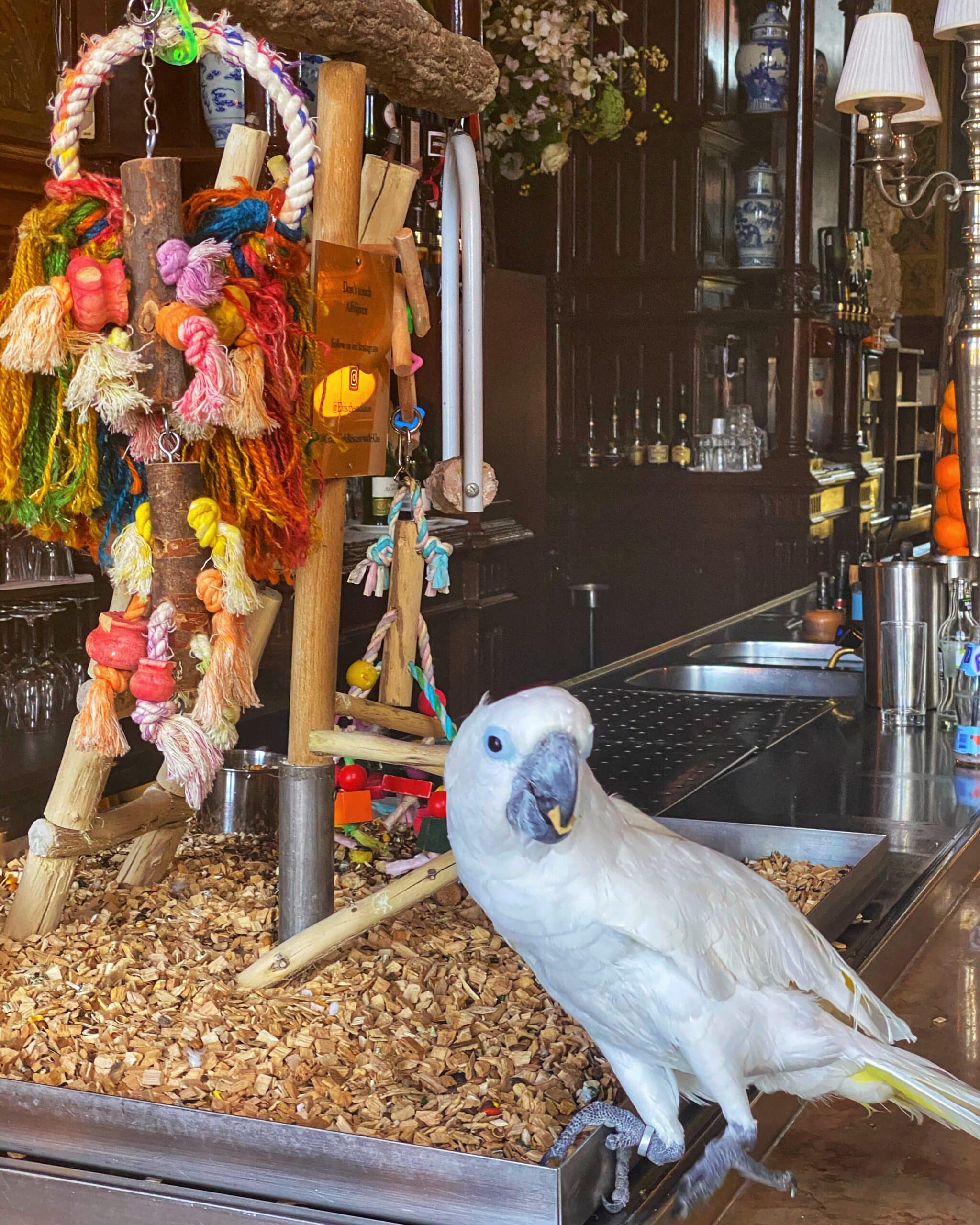 Pájaro blanco posado en la barra de una cafetería en Ámsterdam